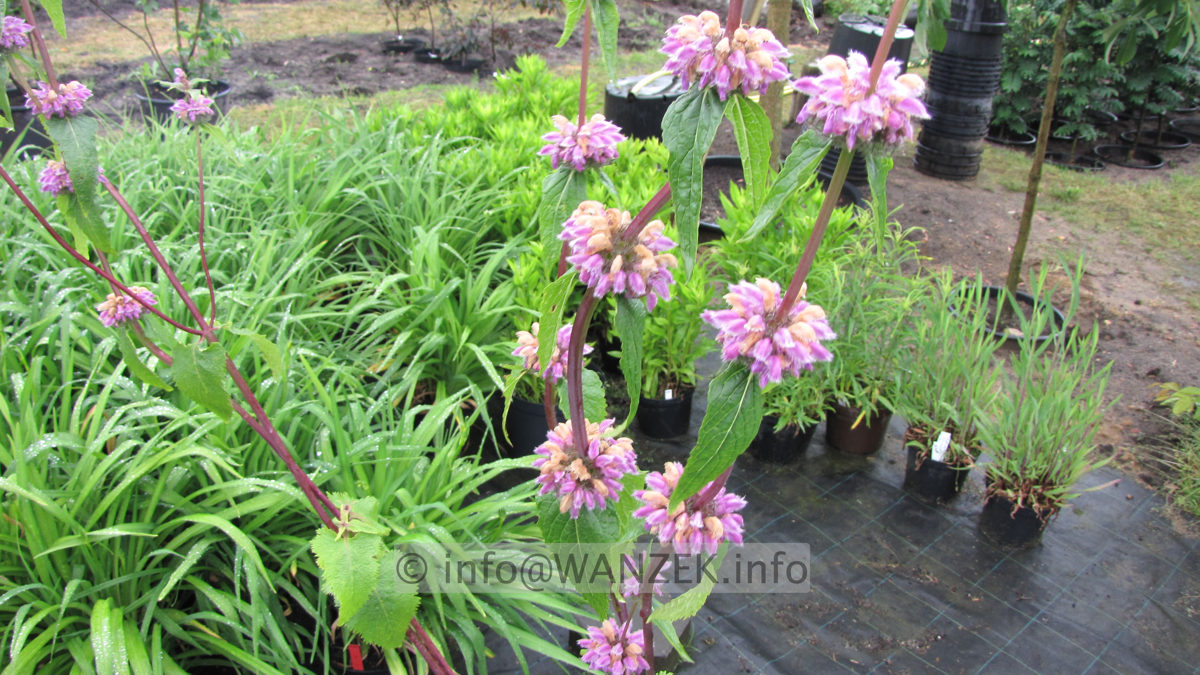 Phlomis tuberosa.JPG